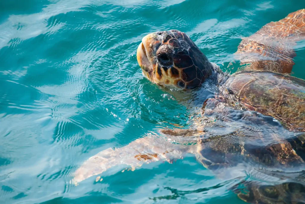 Redenen zonvakantie Zakynthos: Caretta Caretta schildpadden
