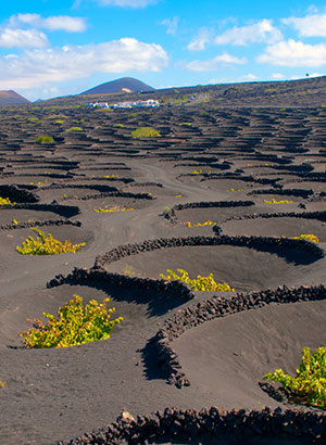 Bezienswaardigheden Lanzarote, La Geria