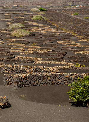Wijn La Geria, Lanzarote