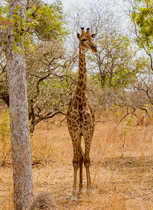 Redenen vakantie Gambia: Senegal