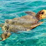 Schildpadden Zakynthos