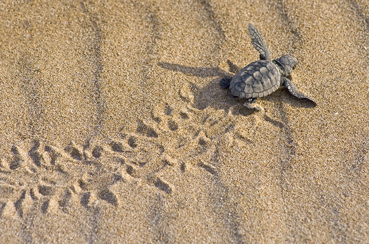 schildpadden zakynthos