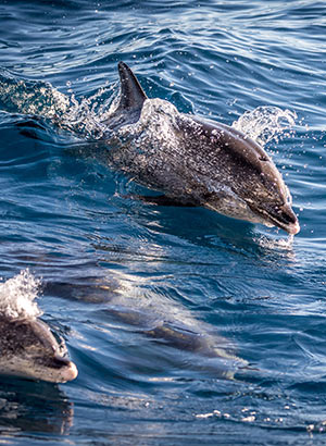 Excursies Gran Canaria; boot