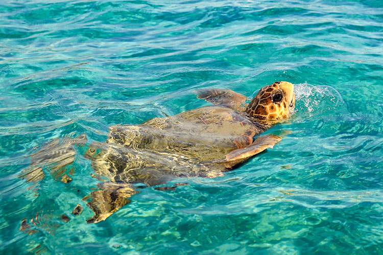 Boot huren Zakynthos: schildpadden