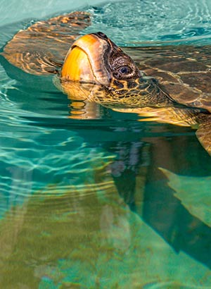 Lycische Kust met kinderen - schildpadden