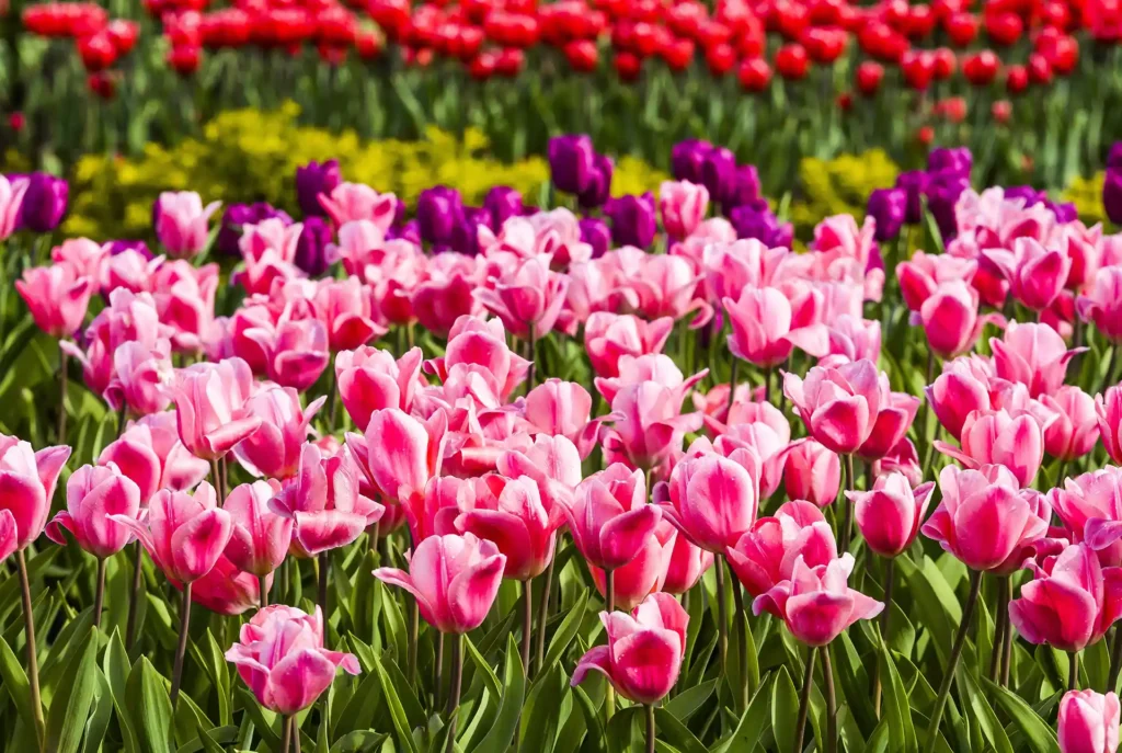 Weetjes Turkije: tulpen