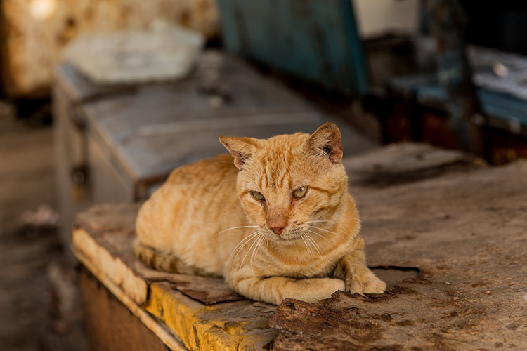 Tanji