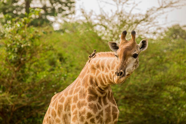 Excursies Senegal: safari