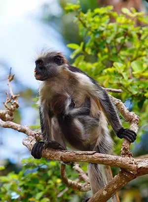 Wat te doen op Zanzibar: apen spotten