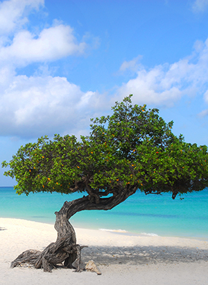 redenen vakantie Aruba: strand