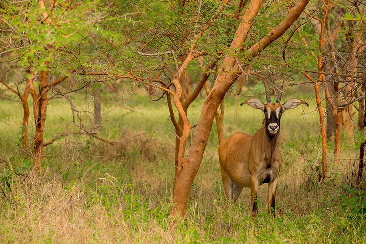 Safari in Senegal: Bandia Game Reserve