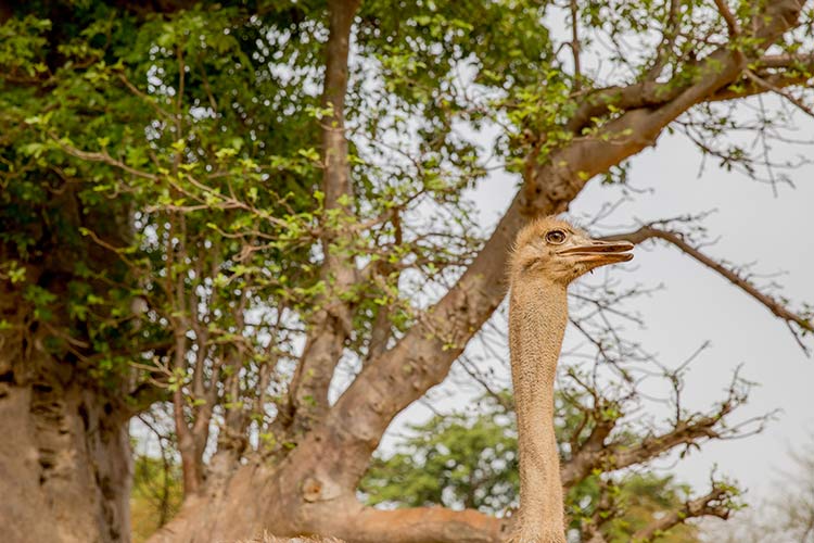 Safari in Senegal: dieren