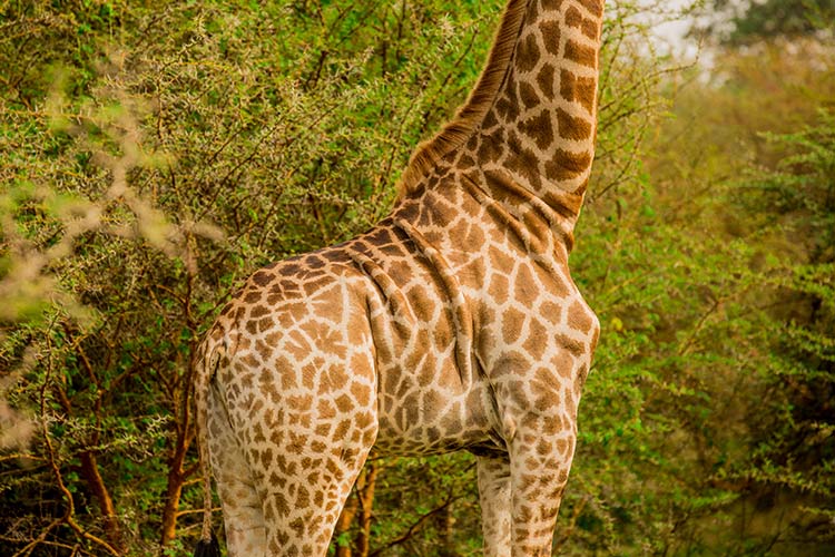 Safari in Senegal: giraffe