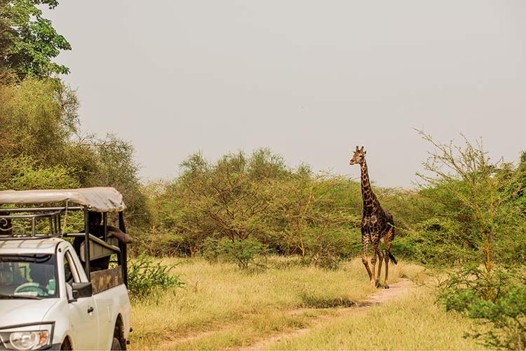 Safari in Senegal: wildlife