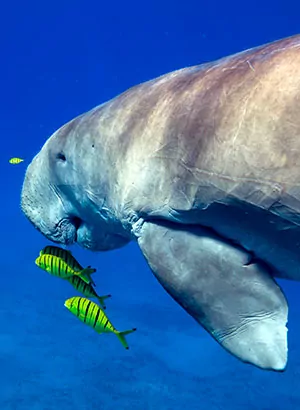 Doen in Marsa Alam: zwemmen met zeekoeien