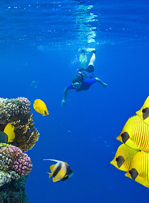 Doen Marsa Alam: snorkelen, duiken