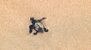 Schildpadden in Kaapverdië: hier spot je ze!