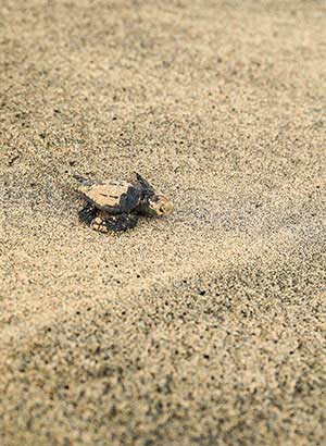 Schildpadden Kaapverdië spotten