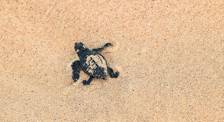 Schildpadden spotten Kaapverdië