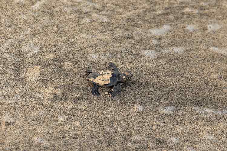 Schildpadden spotten Kaapverdië