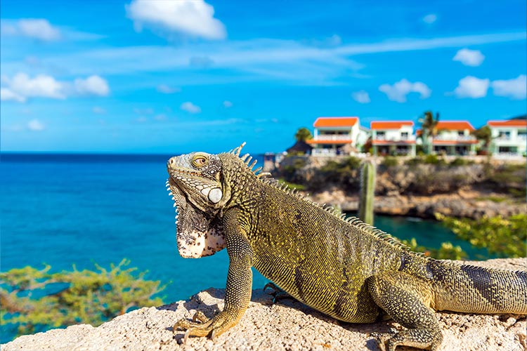 Doen op Curaçao; leguanen spotten