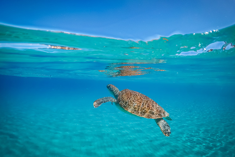 Doen op Curaçao; schildpadden