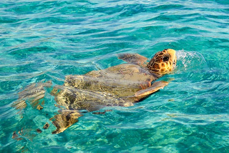 Boot huren Zakynthos: schildpadden