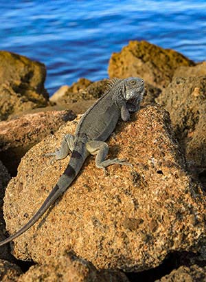 Doen op Curaçao, leguanen