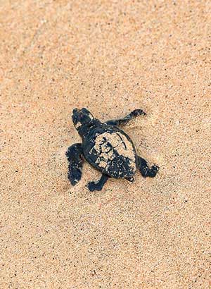 Wat te doen op Sal, Kaapverdië - schildpadden spotten
