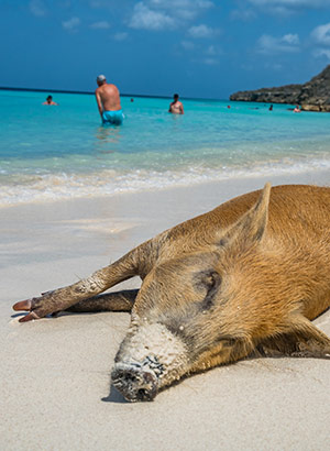 Weetjes curaçao, varkens