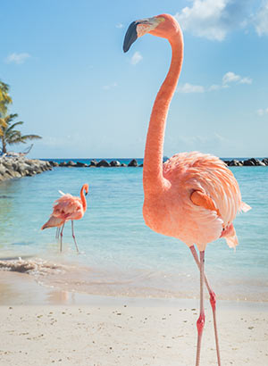 Roze flamingo's Aruba: Flamingo Beach Aruba