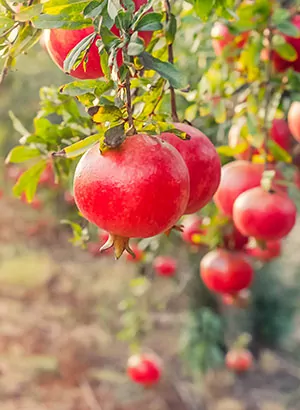 Leuke weetjes Side (Turkije): granaatappel