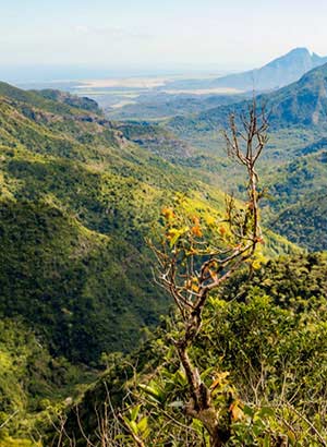 Weetjes Mauritius: groen