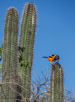 Christoffelpark Curacao: natuur