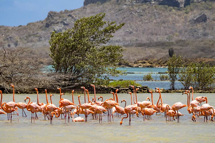 Dieren Curaçao: flamingo's