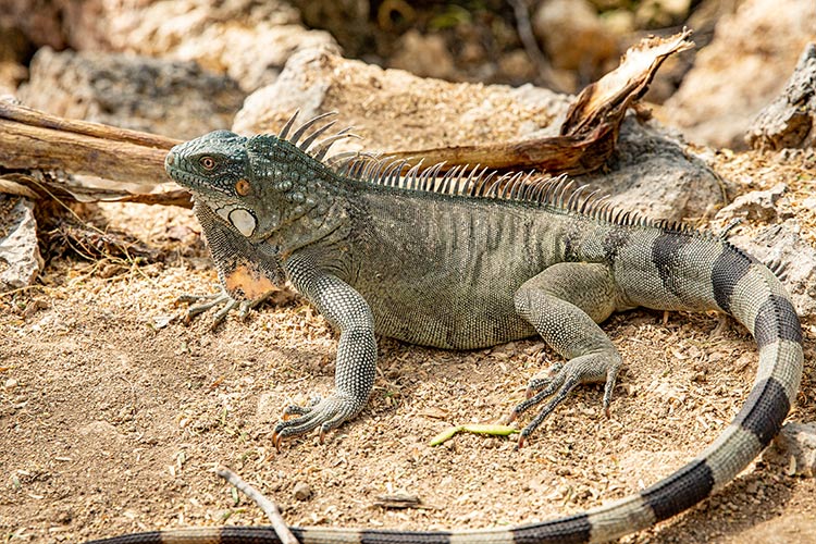 Dieren Curaçao: leguaan