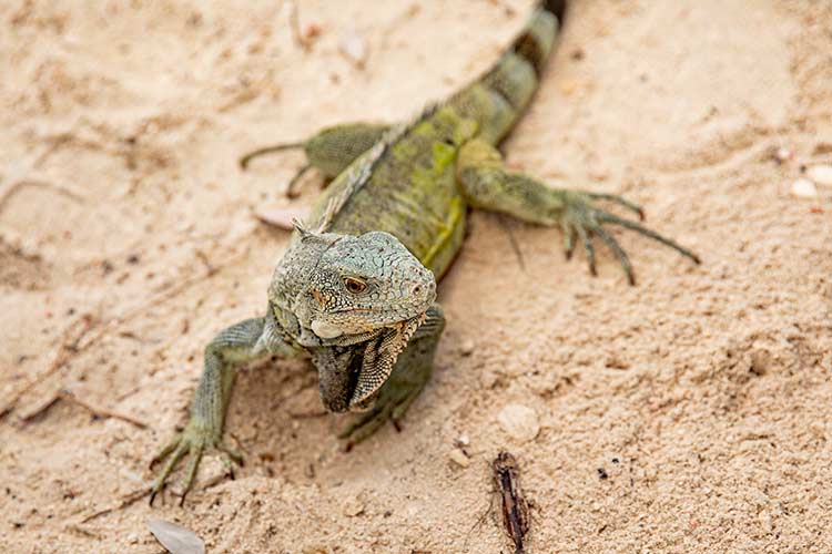 Washington Slagbaai National Park, Bonaire: dieren