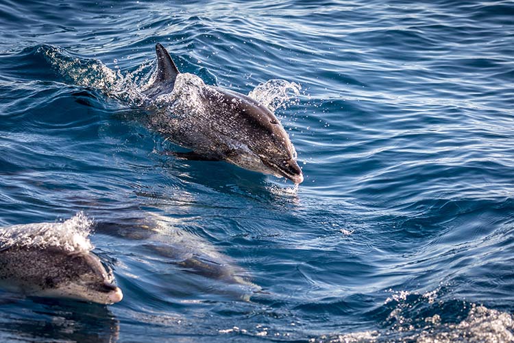 Excursies Gran Canaria: dolfijnen