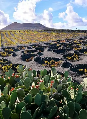 Vakantie Lanzarote tips: wijn