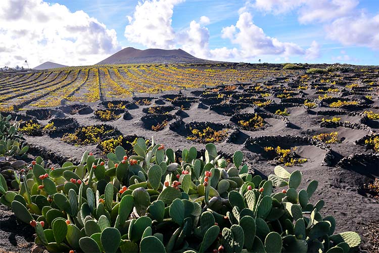 vakantie-lanzarote-tips
