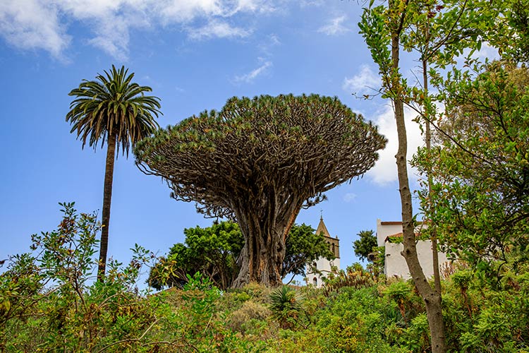 Bezienswaardigheden Tenerife: Drakenboom