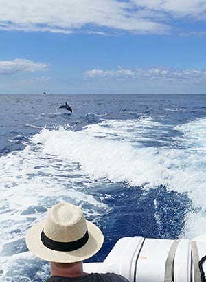 Excursies Tenerife: dolfijnen