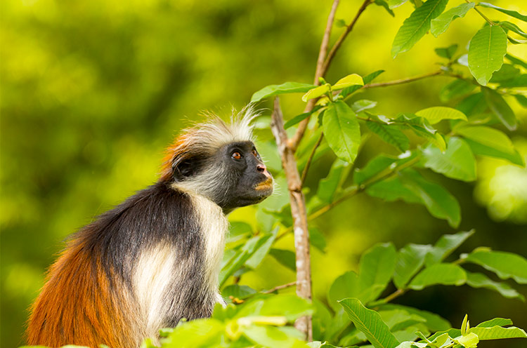 Doen Zanzibar: rode franje aap