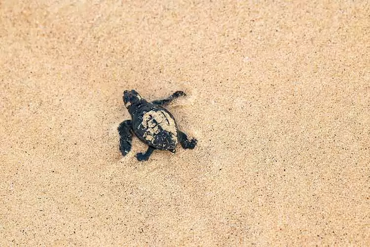 Wat te doen Sal - Schildpadden spotten