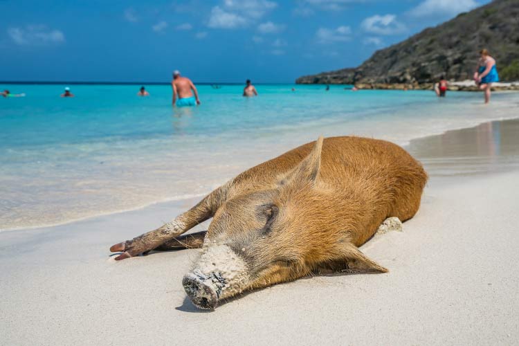 Weetjes Curaçao: varken