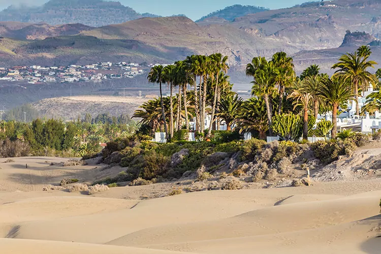 Dunas de Maspalomas, Gran Canaria: palmbomen