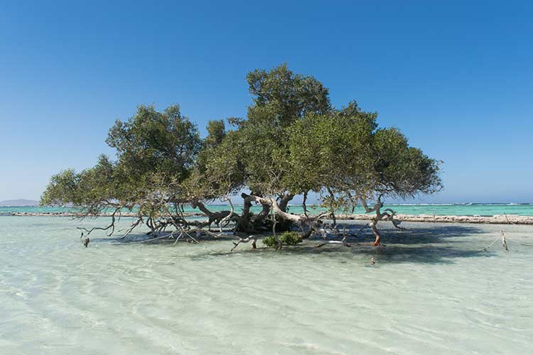 National park Wadi el Gemal - mangrove