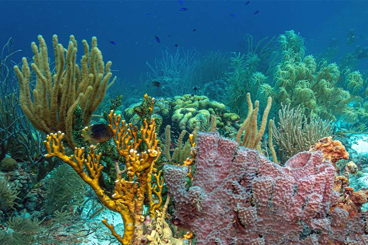 Wat te doen op Bonaire: duiken & snorkelen