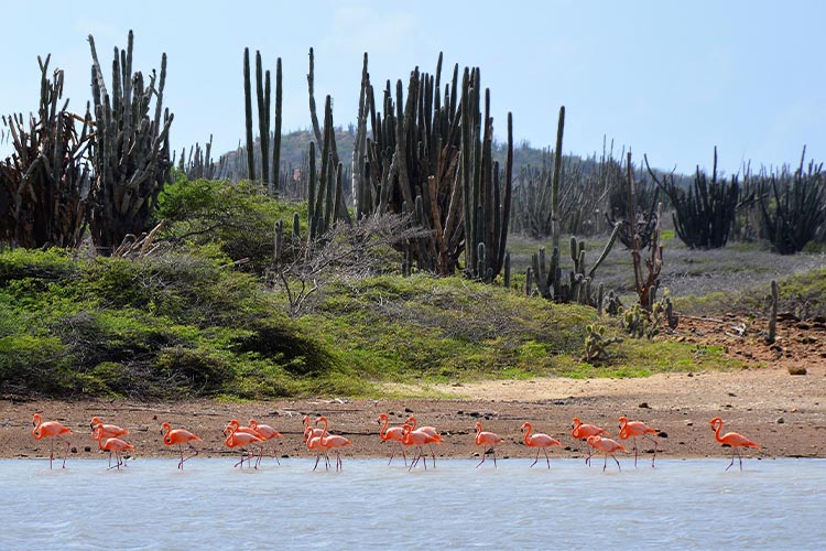 Wat te doen op Bonaire: flamingos spotten