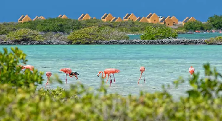 Wat te doen Bonaire?